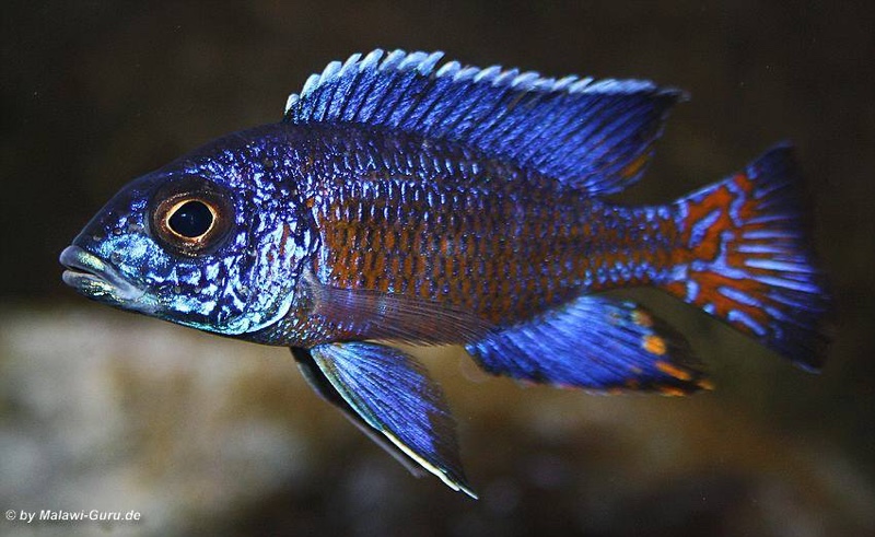 Aulonocara stuartgranti 'Mdoka Reef'